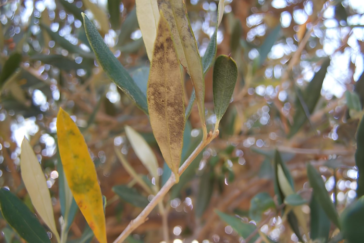 Cercospora leaf spot of olive tree symptoms.png